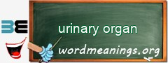 WordMeaning blackboard for urinary organ